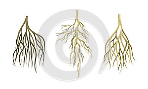 Branching Root as Tree Part Below the Surface of Soil Vector Set