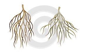 Branching Root as Tree Part Below the Surface of Soil Vector Set