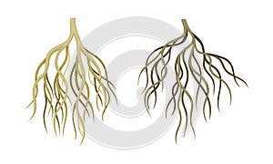 Branching Root as Tree Part Below the Surface of Soil Vector Set