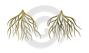 Branching Root as Tree Part Below the Surface of Soil Vector Set