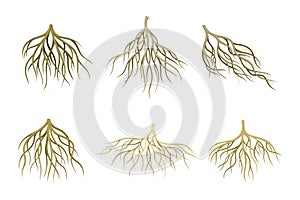 Branching Root as Tree Part Below the Surface of Soil Vector Set