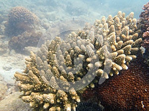 Branching or staghorn coral in the tropical