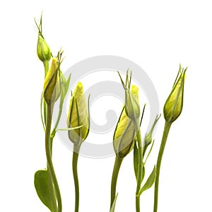 A branching stem of dark purple lisianthus isolated on white photo