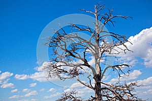 A branching tree against a blue sky with clouds