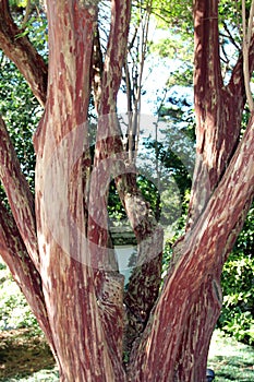 The Branching Trunk of a Japanese Crepe Myrtle Tree