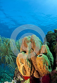 Branching tube sponge photo