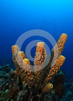 Branching tube sponge photo