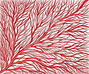 Illustration of branching of the vascular capillary network photo