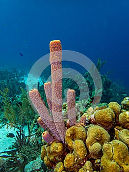 branching vase sponge,Callyspongia ,Cladochalina, aculeata