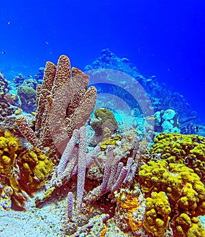 branching vase sponge,Callyspongia ,Cladochalina, aculeata