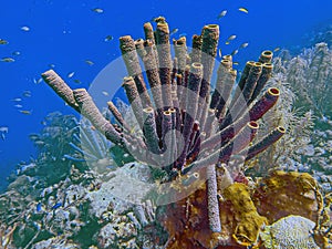 branching vase sponge,Callyspongia ,Cladochalina, aculeata