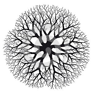 Branching (vector)