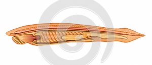 Branchiostoma photo