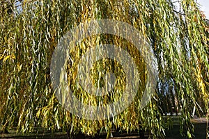 Branchlets of weeping willow with autumnal foliage photo