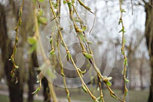 Branchlets of weeping willow with opening buds photo