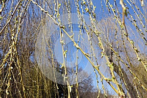 Branchlets of weeping willow with catkins against blue sky photo