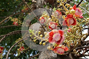 Branchs of Cannonball flower and bud