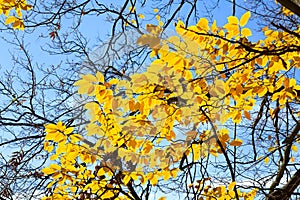 Branchs of with yellow golden leaves hornbeam  Carpinus betulus  against sun light in autumn in forest. View from below