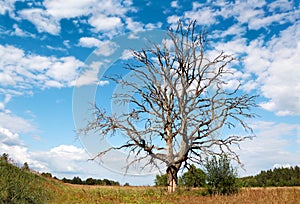 Branchy dead tree against a picturesque cloudy sky