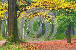 Branchy oak trunk on a hill