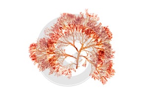 Branchy red algae or rhodophyta isolated on white. Transparent png additional format. photo