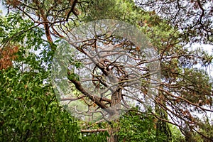 Branchy tree in park with green leaf