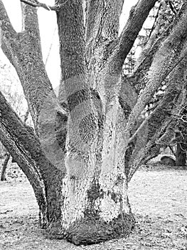 A branchy tree, Poland - black and white