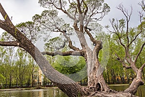 The branchy tree with young leaves and a group of pigeons birds