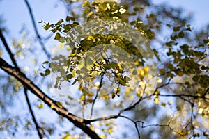 Branck tree on blurred background