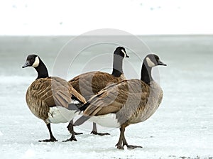 Brand goose ( Branta bernicla )