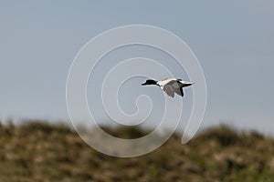 brand goose on the Island of Amrum in Northern Germany