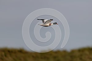 brand goose on the Island of Amrum in Northern Germany