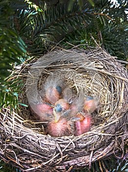 Brand new birds just born