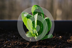 A Brand New Romaine Lettuce Plant