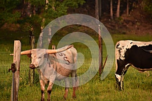 Branded Longhorn Cattle on a Cattle Ranch