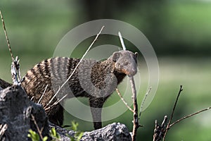 Branded Mongoose, Tarangire, Tanzania