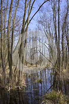 In Brandenburg, there are numerous moors and other wetlands photo