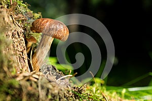 Brandiger Ritterling - Tricholoma ustale