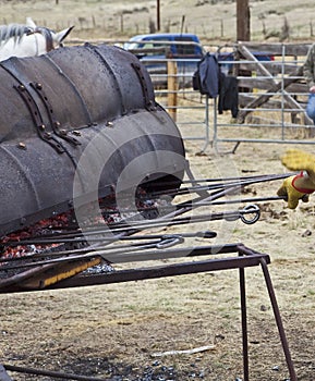 Branding irons and calves