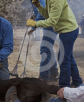 Branding irons and calves