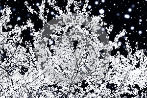 Christmas, New Years black floral background, holiday card design, flower tree and snow glitter as winter season sale promotion