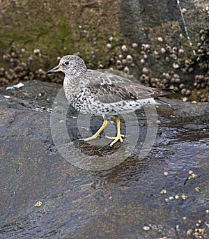 Brandingloper, Surfbird, Calidris virgata