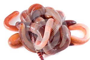 Brandling. isolation on white