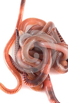 Brandling. isolation on white