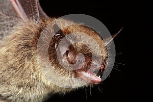 Brandt\'s bat (Myotis brandtii) portrait in natural habitat