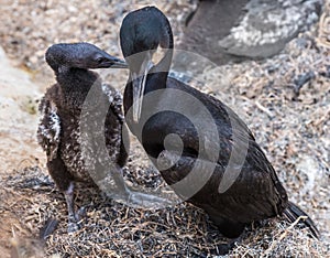 Brandt`s Cormorant Birds adult and young bird photo