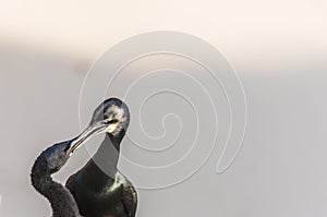 Brandt`s Cormorant Birds close up portrait photo