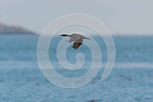 Brandt`s Cormorant flying at seaside.