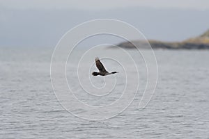 Brandt`s Cormorant flying at seaside.