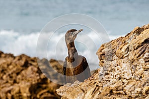 Brandt`s Cormorant among rocks at Crystal Cove Park, California. photo